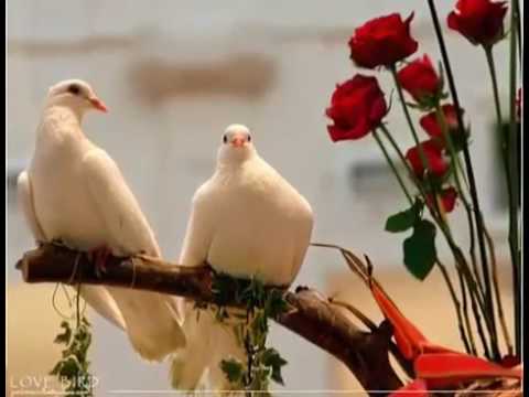 Aunque me pone el canal Montevideo qué bien el video es el romance