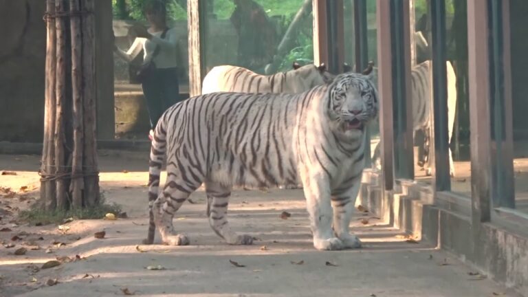 Ho Chi Minh City Zoo Vietnam 2018