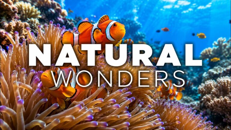 Natural Wonders to Visit see Clown Fish Survive in the Wild Ocean | Travel Guide Video